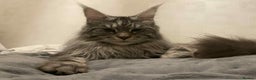 Maine Coon cats for stud: Stud Maine coon  - Advert 2