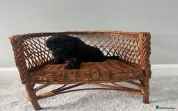 Cockapoo dogs for sale: Cockapoos ready from 10th of November  - Image 15