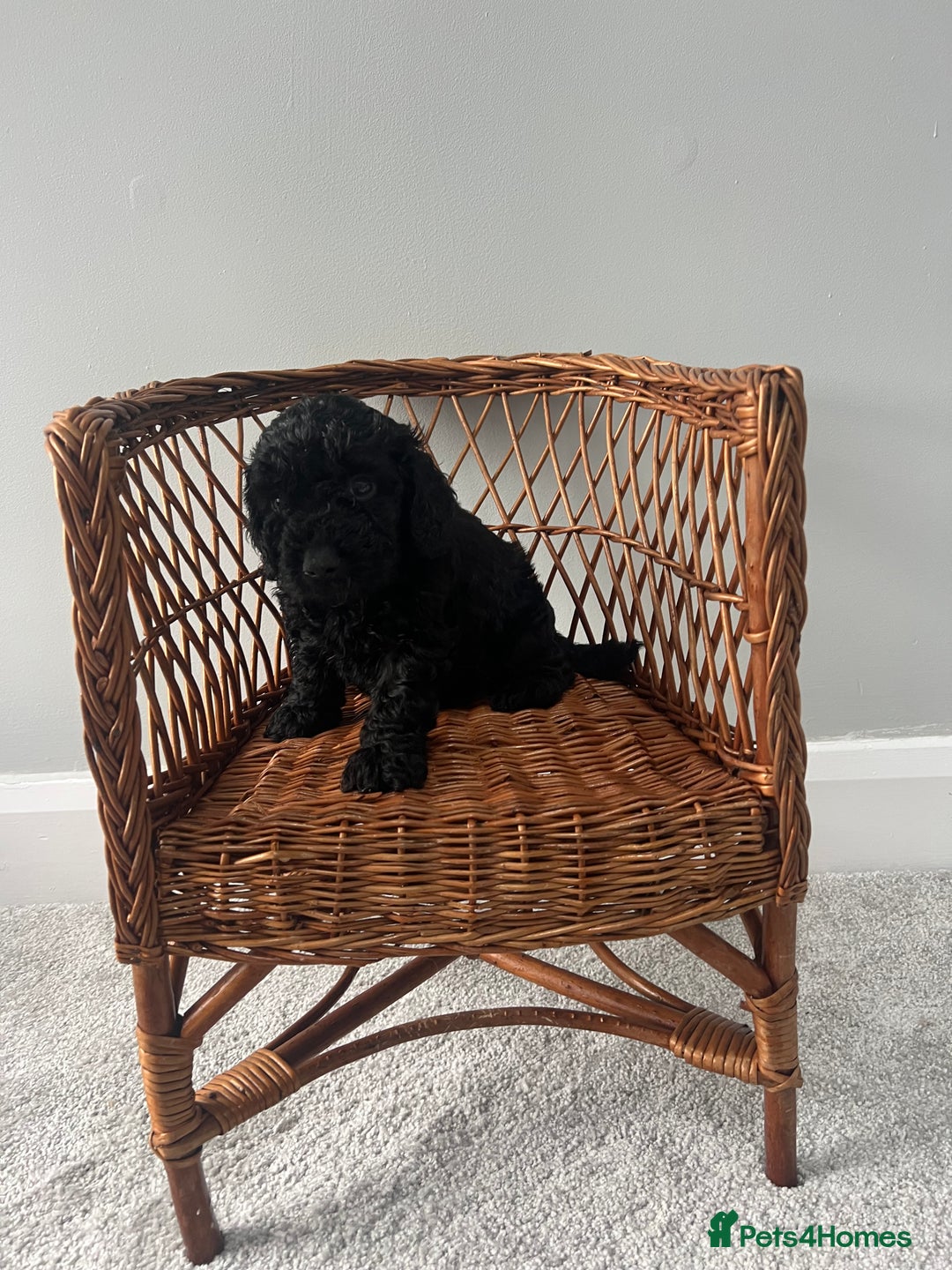 Cockapoo dogs for sale: Cockapoos ready from 10th of November  - Image 15