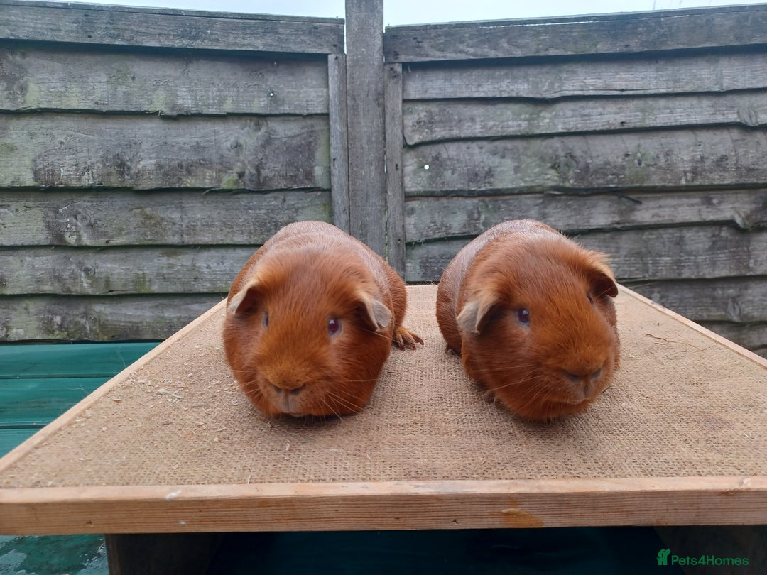 Guinea Pig rodents for sale: Showable Male Abyssinians and PE Goldens in Whitchurch - Image 1