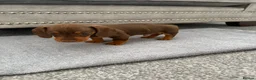 Miniature Dachshund dogs for sale: miniature dachshund - Advert 14