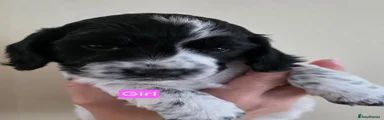 Cocker Spaniel 2