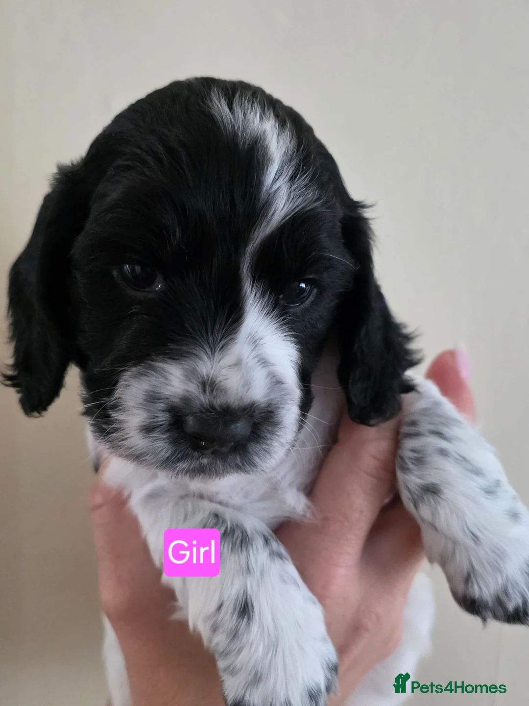 Cocker Spaniel dogs for sale: Cocker spaniel puppies in Sandhurst - Advert 2