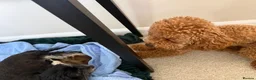 Maltipoo dogs for sale: Maltipoo puppies  - Advert 4