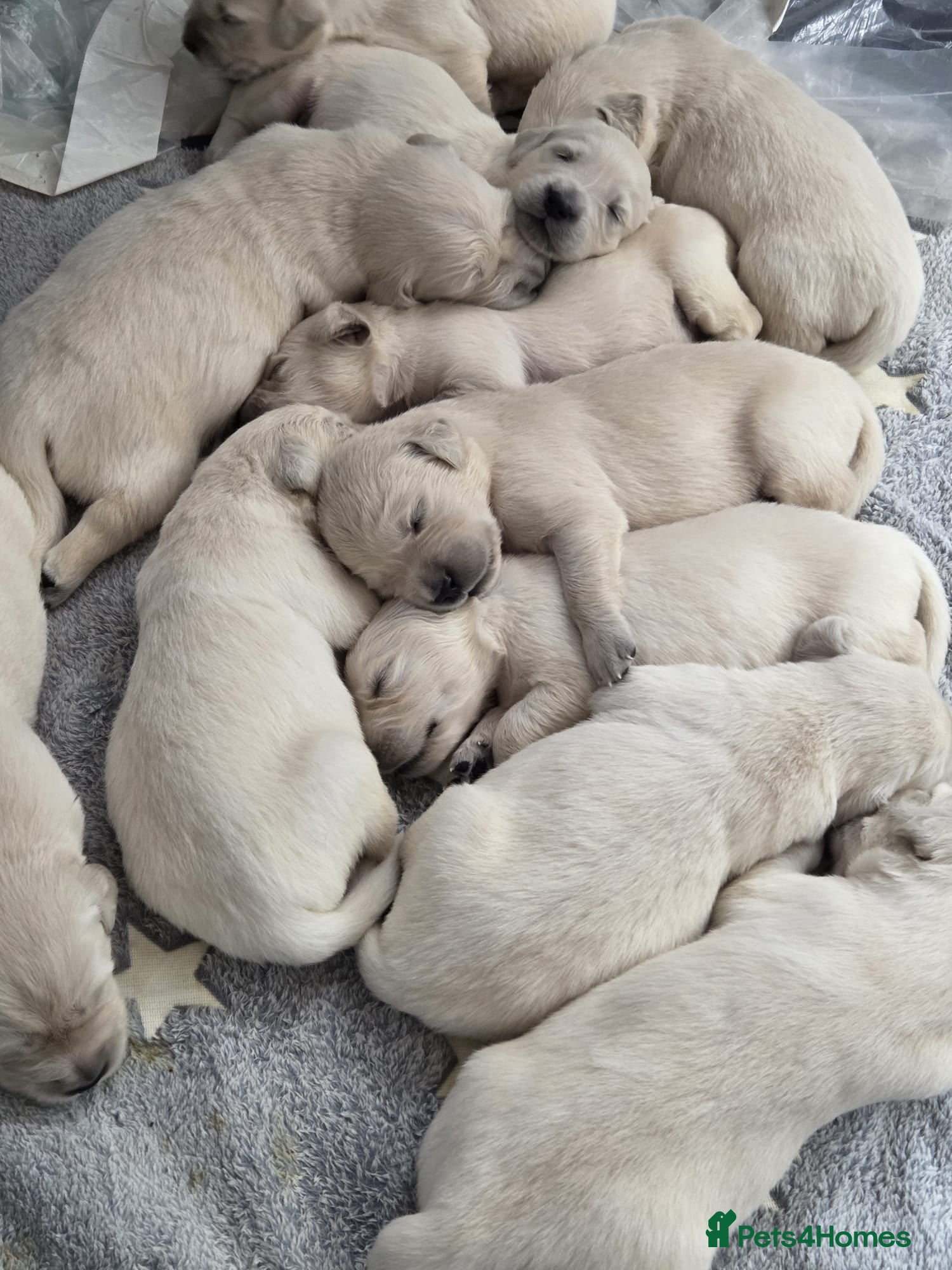 Golden Retriever dogs Stunning Cream KC registered Golden Retrievers  - Advert 2