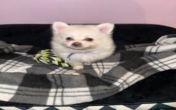 Pomchi dogs for sale: Beautiful Fluffy Pomchis - Image 35