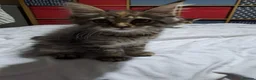 Maine Coon cats for sale: Maine Coon Kittens for Sale - Advert 24