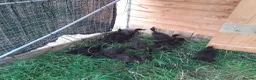 Ducks poultry for sale: Beautiful Cayuga ducklings for sale.  in Chepstow - Advert 3