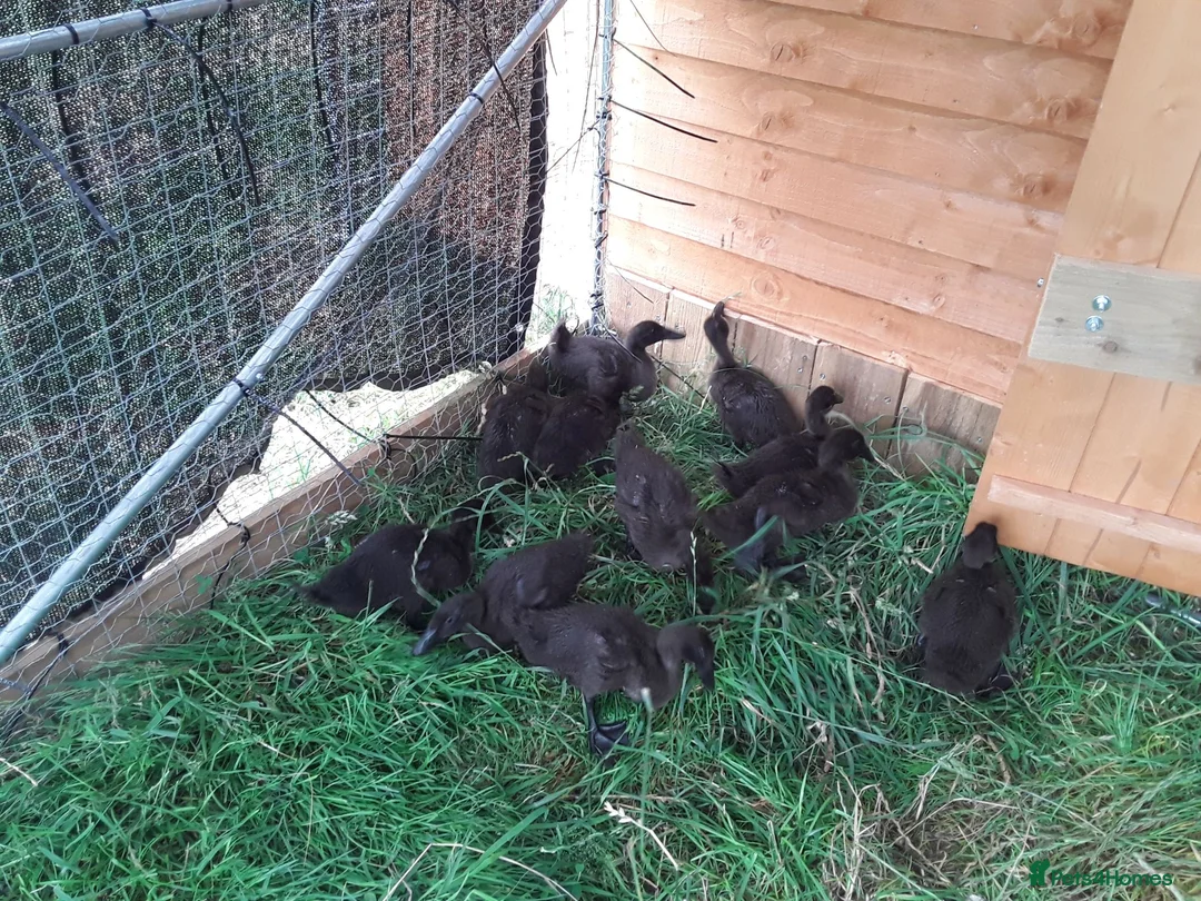 Ducks poultry for sale: Beautiful Cayuga ducklings for sale.  in Chepstow - Advert 3