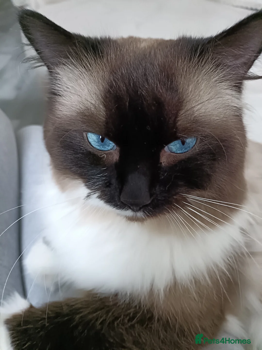 Ragdoll cats for stud: Beautiful Ragdoll male in Telford - Advert 5