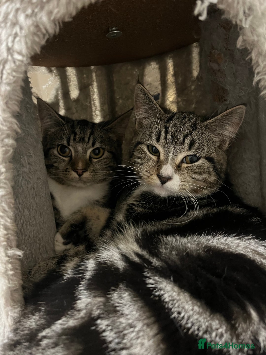 Mixed Breed cats for sale: adorable kittens looking for loving homes 💖🐾 - Advert 7