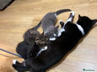 British Shorthair cats Two Lovely Male Kittens. Playful & Well Trained - Advert 1