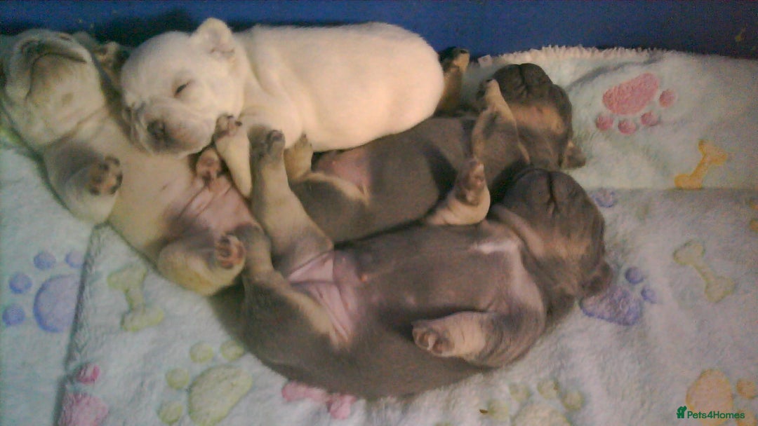 French Bulldog dogs for sale: FRENCH BULLDOG PUPPYS - Image 2