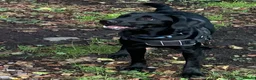 Labrador Retriever dogs for sale: Rosie  in Newport - Advert 2