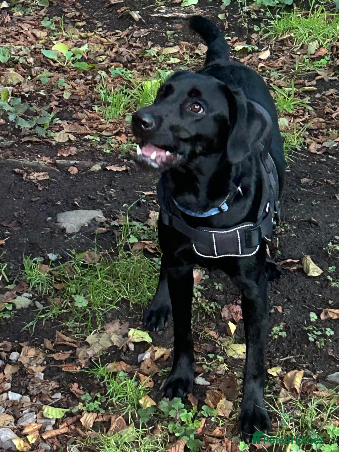 Labrador Retriever dogs for sale: Rosie  in Newport - Advert 2