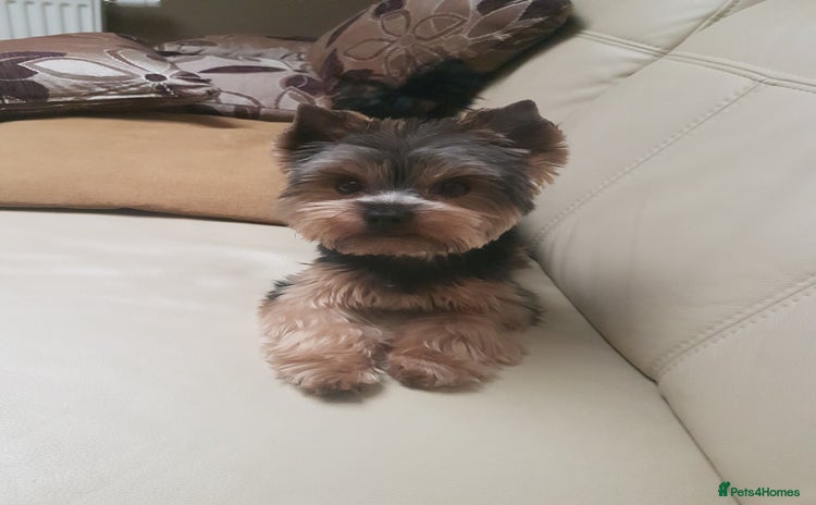Yorkshire Terrier dogs - Advert 1