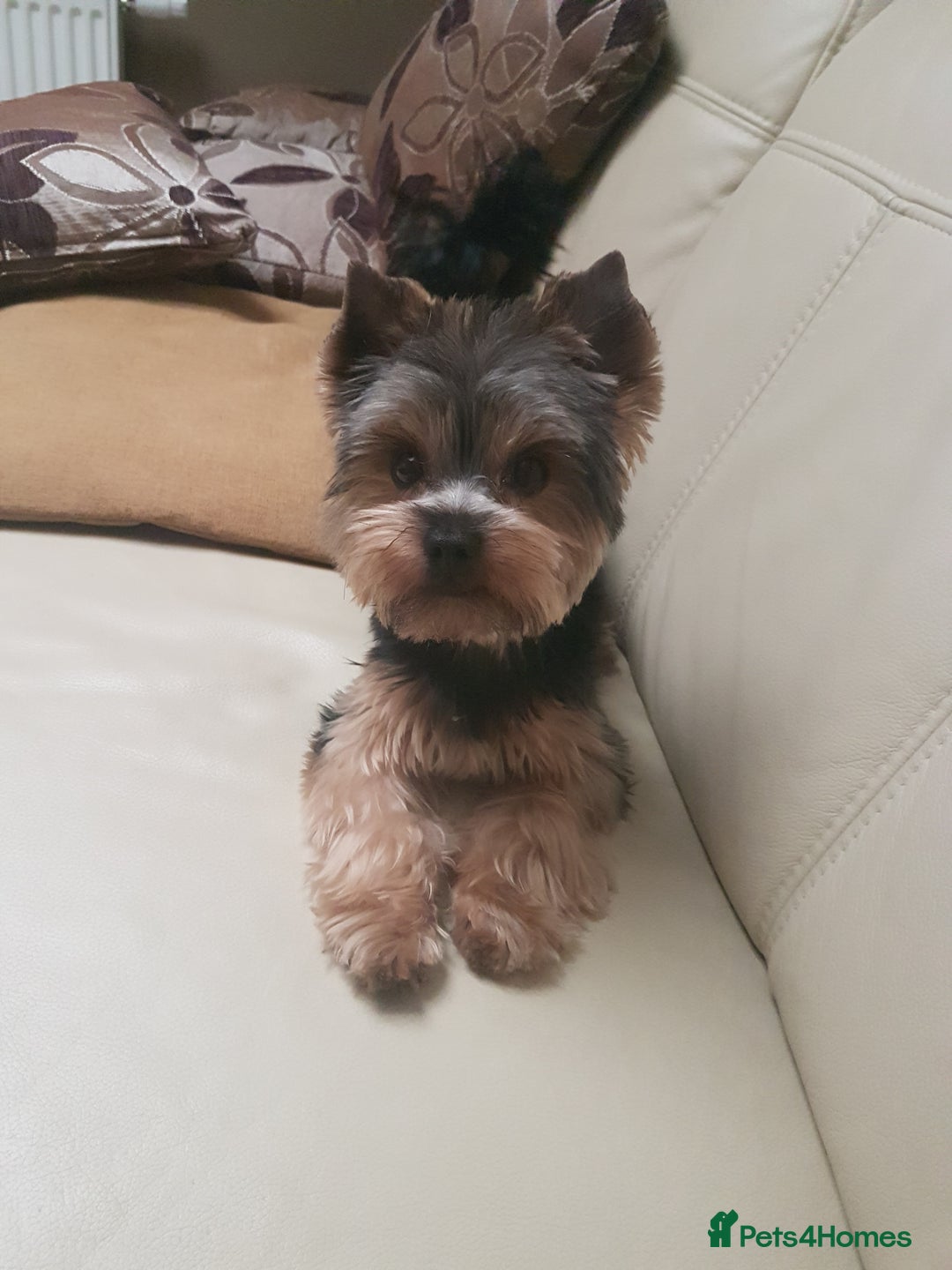Yorkshire Terrier dogs for stud: Stud available- Miniature Yorkshire Terrier - Image 1
