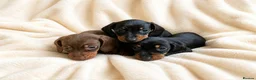 Miniature Dachshund dogs for sale: Top quality miniature dashound kc registered - Advert 6