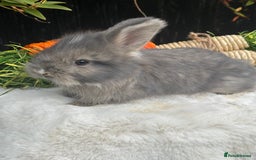 Angora rabbits for sale: Angora bunnies. 20.07.25 8 weeks old   - Image 5