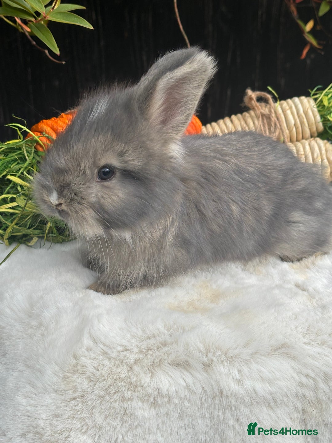 Angora rabbits for sale: Angora bunnies. 20.07.25 8 weeks old   - Image 5