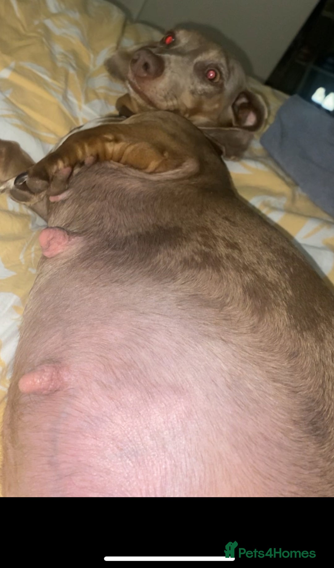 Dachshund dogs for sale: Dachund pup for sale  - Advert 6