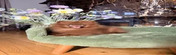 Pomeranian dogs for sale: Chocolate Pomeranian Girl and boys - Advert 16