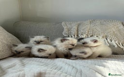 Ragdoll cats for sale: True to type, pure bred Ragdoll kittens  - Image 1