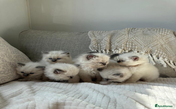 Ragdoll cats - Advert 13