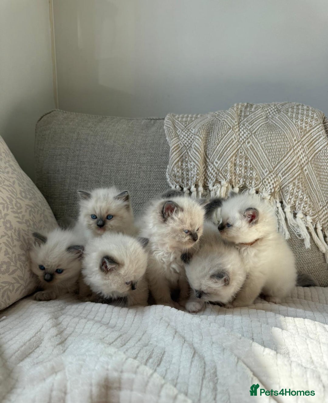 Ragdoll cats for sale: True to type, pure bred Ragdoll kittens  - Image 1