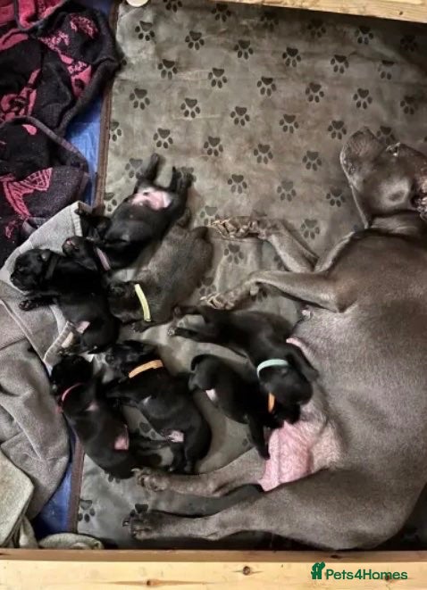 Staffordshire Bull Terrier dogs  Beautiful Staffordshire Bull Terrier Puppy - Advert 1