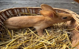 New Zealand rabbits for sale: New Zealand Red & White Rabbits - Image 5