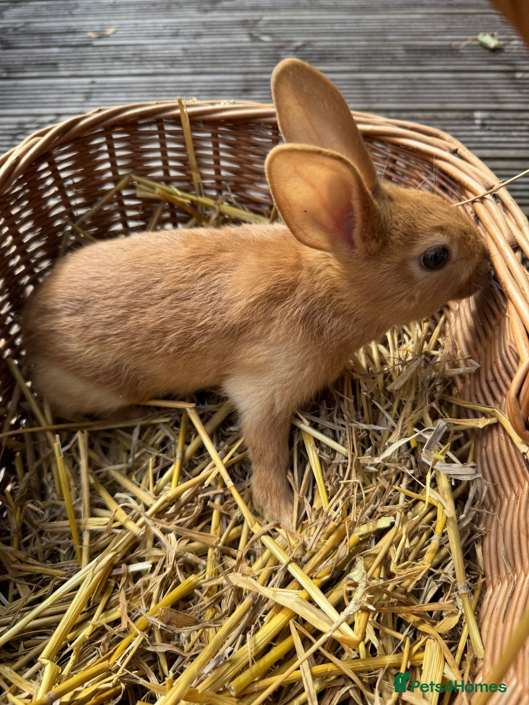 New Zealand rabbits for sale: New Zealand Red & White Rabbits - Image 5