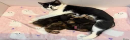 Mixed Breed cats for sale: 10 Beautiful chunky kittens for sale 🐾🎃👻 - Advert 1