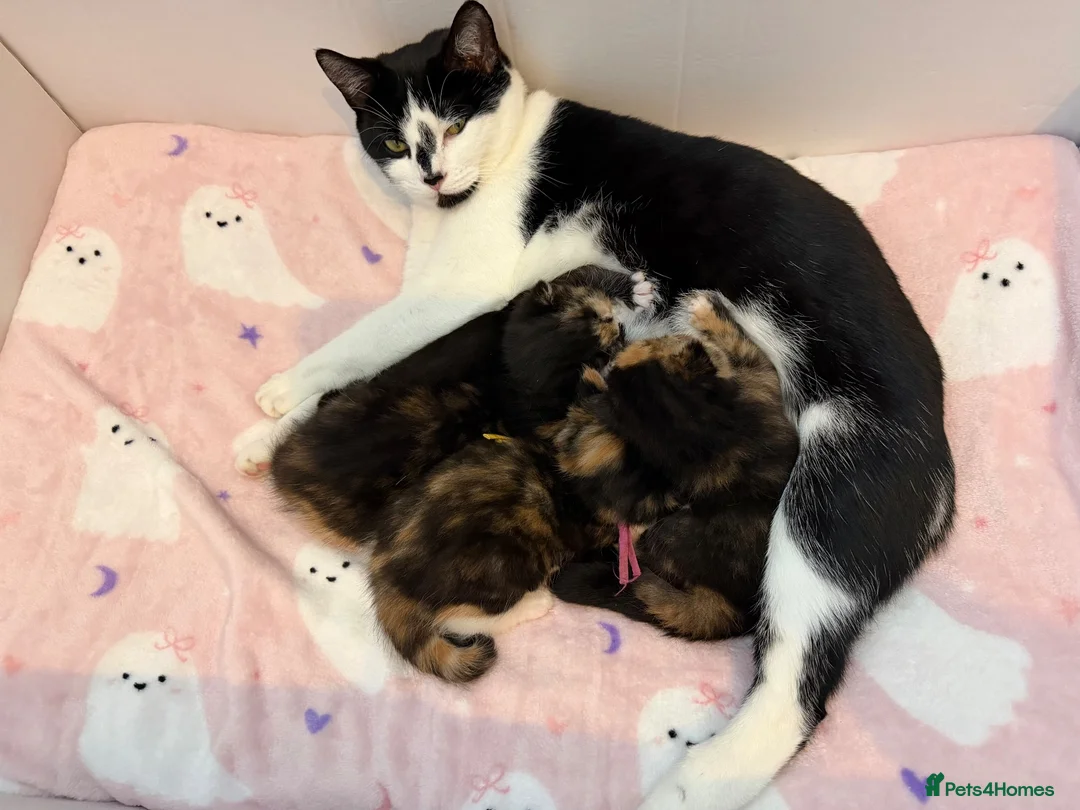Mixed Breed cats for sale: 10 Beautiful chunky kittens for sale 🐾🎃👻 - Advert 1