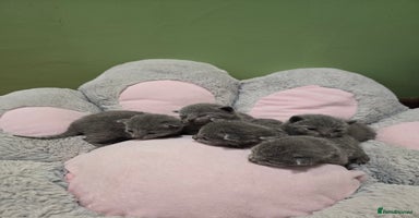 Russian Blue cats - Advert 4