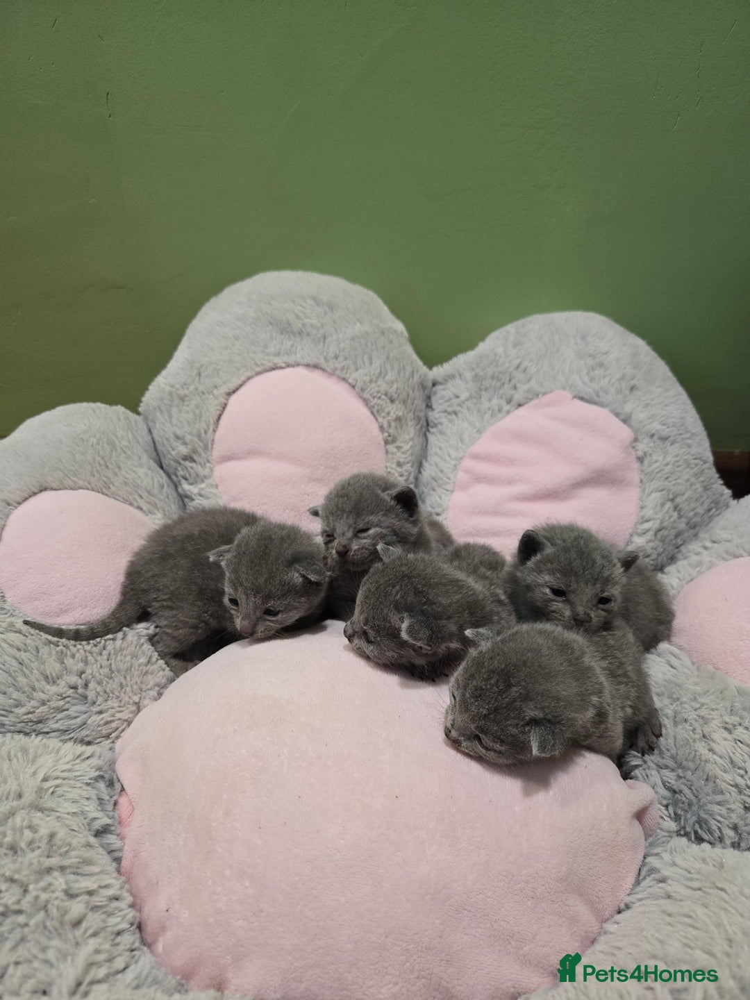 Russian Blue cats for sale: 🏅TOP Quality GCCF Reg Russian Blue Kittens🏆 - Image 3