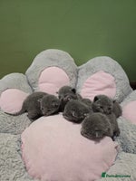 Russian Blue cats - Advert 2