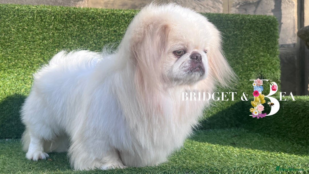 Pekingese dogs for sale: 💜UNIQUE LILAC CREAM MALE💜 - Image 5