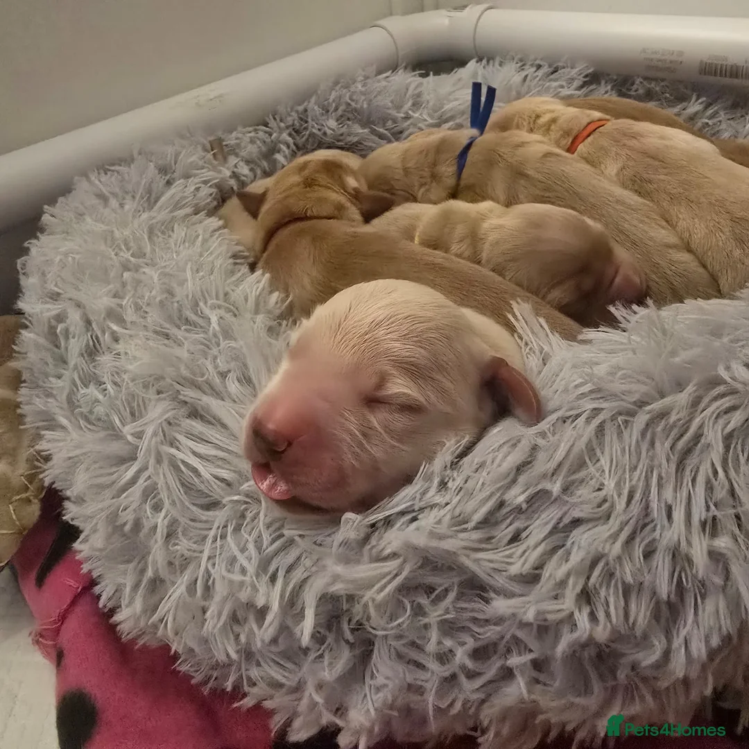 Golden Retriever dogs for sale: Golden Retriever / Goldardor Puppies - Advert 14