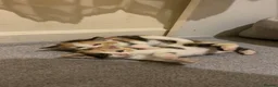 Mixed Breed cats for sale: Kittens - Advert 4