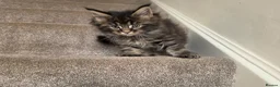 Maine Coon cats for sale: Beautiful Male Maine Coon kittens - Advert 9