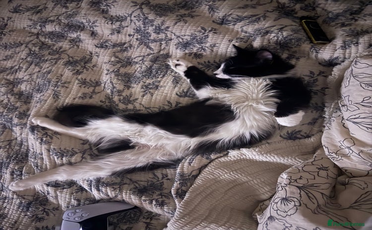 British Longhair cats - Advert 1