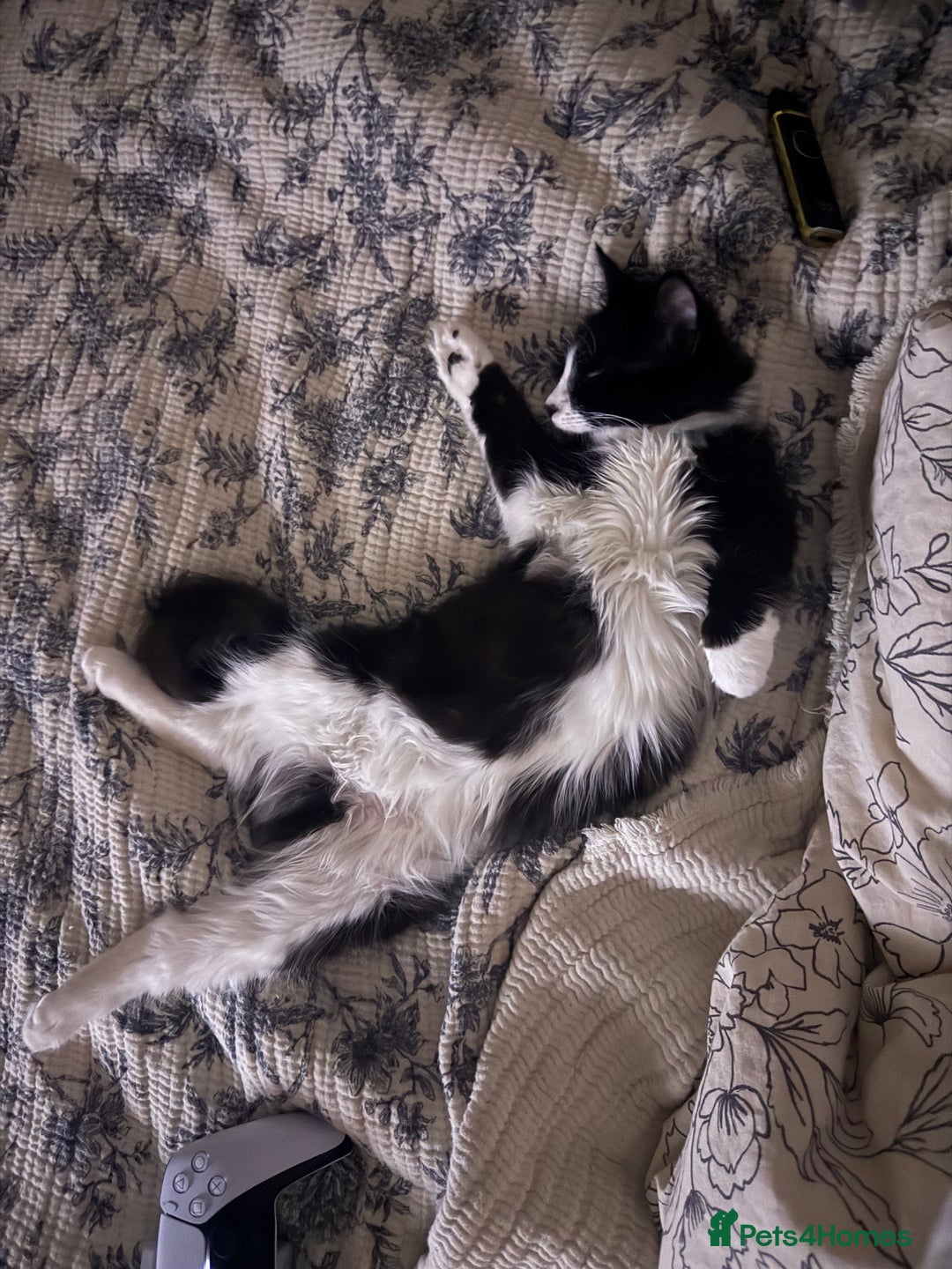 British Longhair cats for sale: Beautiful male kitten Koa  - Image 1