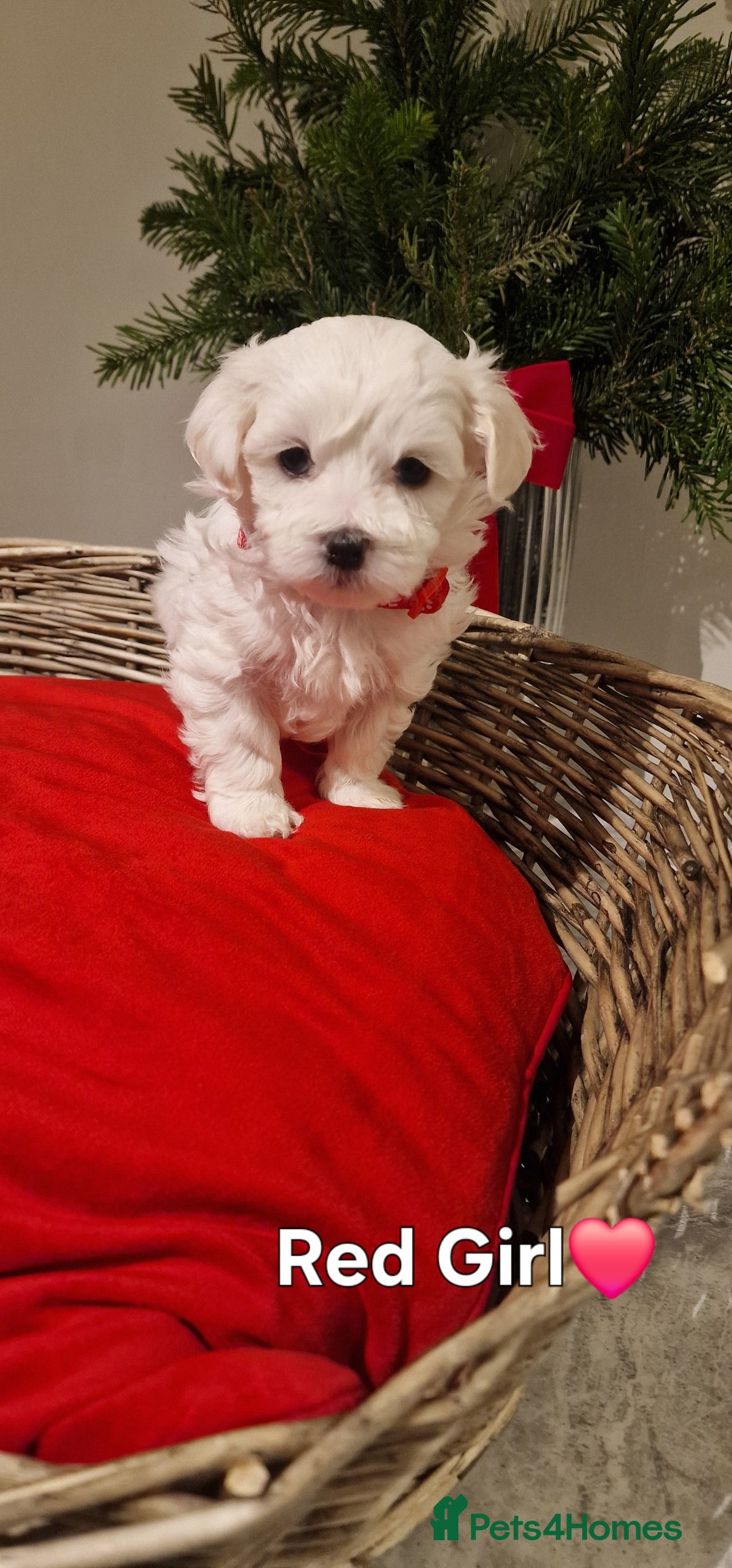 Maltese dogs for sale: 🐶🤍 Beautiful Maltese Girl Puppies 🤍🐶 - Advert 20
