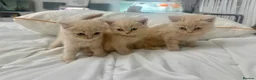 British Shorthair cats for sale: ⭐️ 6 BRITISH CREAM SHORTHAIR ⭐️ - Advert 13