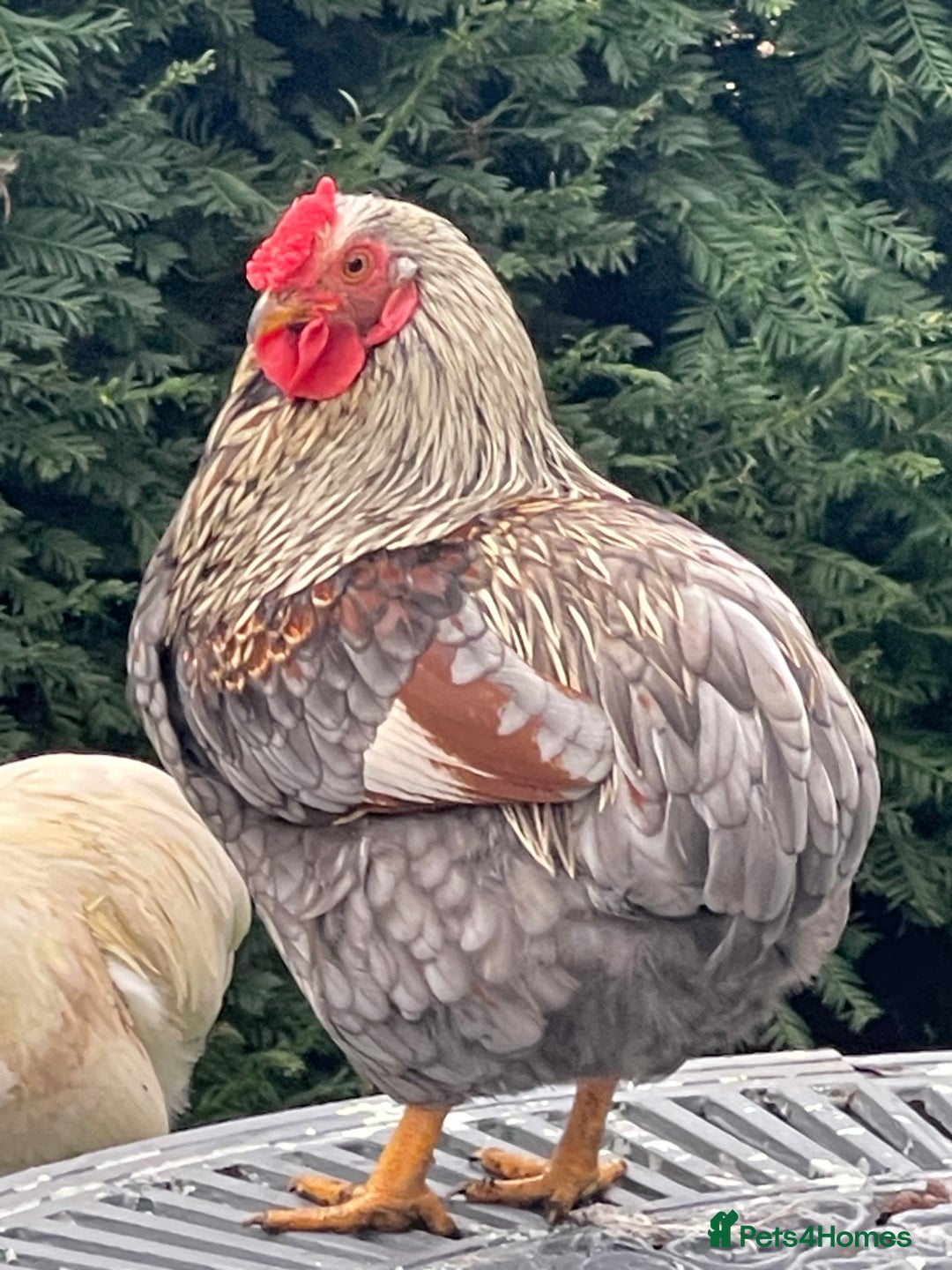 Chickens poultry for sale: BANTAM WYANDOTTE HENS & COCKERELS - Advert 2