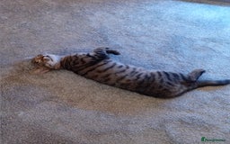 Mixed Breed cats for sale: Female tabby kitten  - Image 4