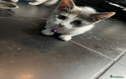 Ragdoll cats for sale: Kittens for sale  - Image 2