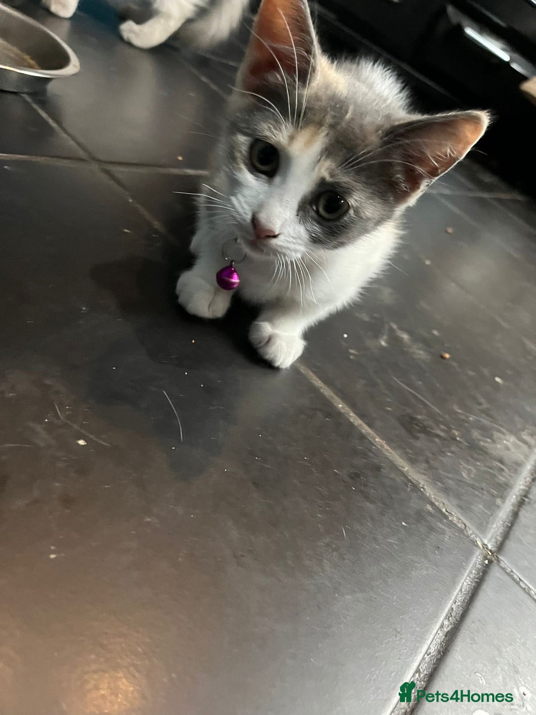 Ragdoll cats for sale: Kittens for sale  - Image 2