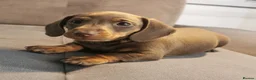 Miniature Dachshund dogs for sale: 🐾💕Miniature dachshund 💕🐾 - Advert 7